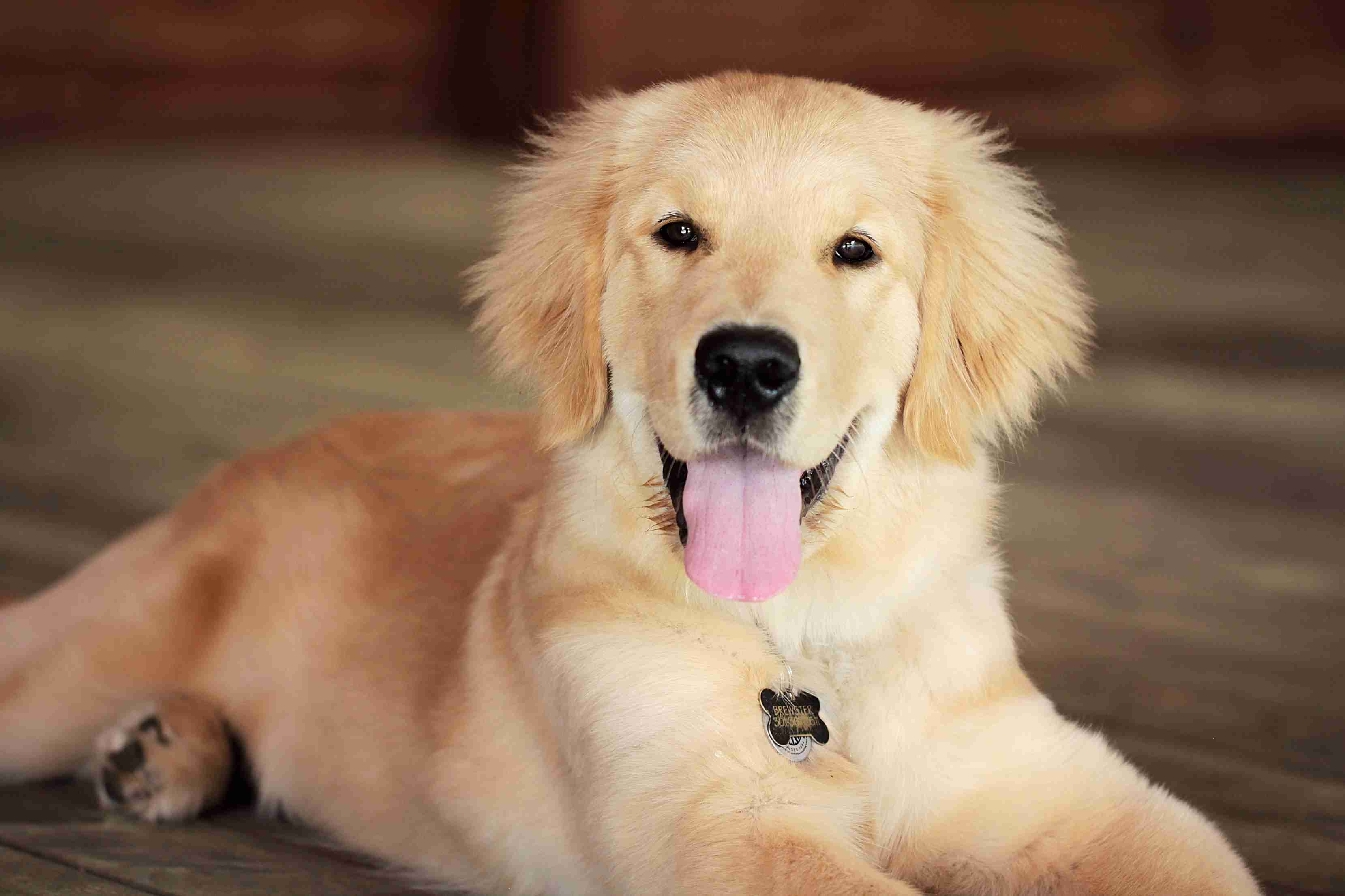 What are some signs of liver problems in Golden Retrievers?